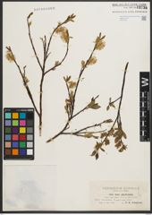 Foto von Salix phylicifolia L.